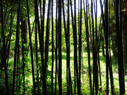 Arboretum Bambus