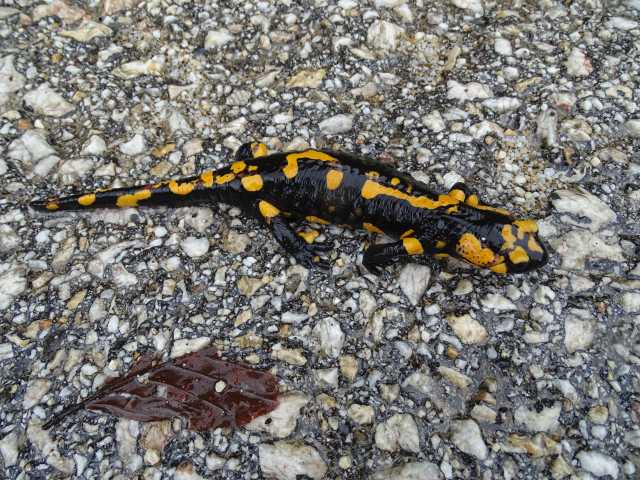 Mazedonien Mavrovosee Salamander