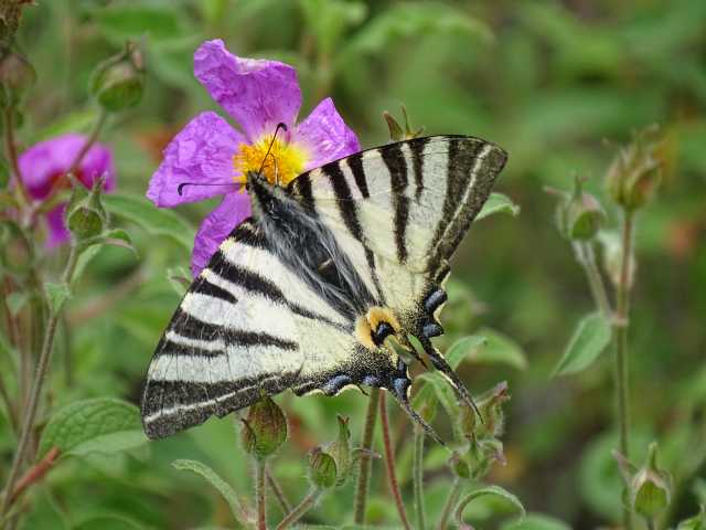 Albanien Korce75er Schmetterling